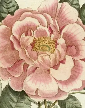 Hochwertig JOHN DERIAN PICTURE BOOK II